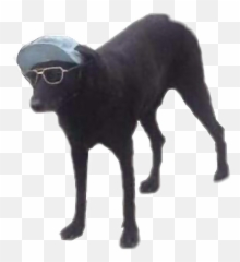 Dog Doggo Dogsunglasses Dog Meme Sticker By May - Dog Wearing Sunglasses And Hat Meme Emoji,Emoji With Sunglasses Meme