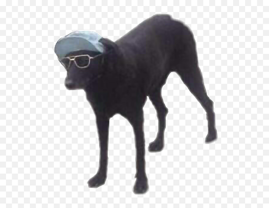Dog Doggo Dogsunglasses Dog Meme Sticker By May - Dog Wearing Sunglasses And Hat Meme Emoji,Emoji With Sunglasses Meme