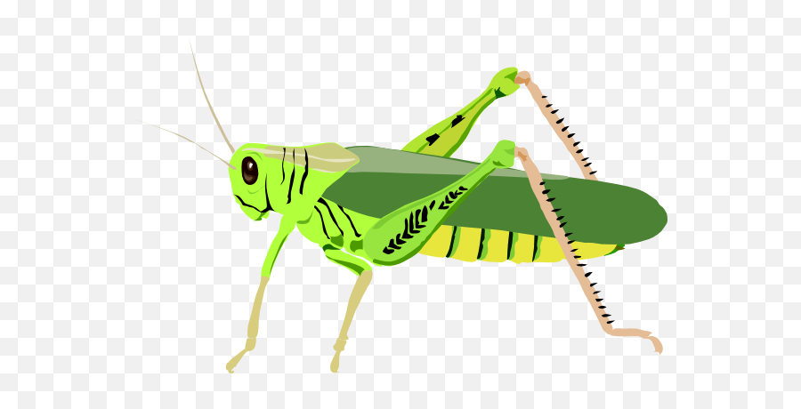 Cute Cricket Insect Clipart - Grasshopper Clipart Emoji,Cricket Emoji