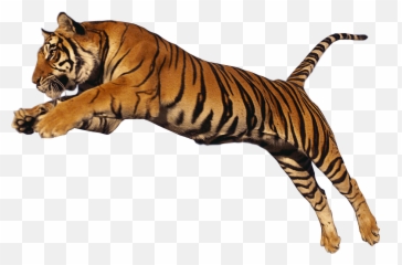 Tiger Freetoedit Fx Specialeffects - Transparent Emoji