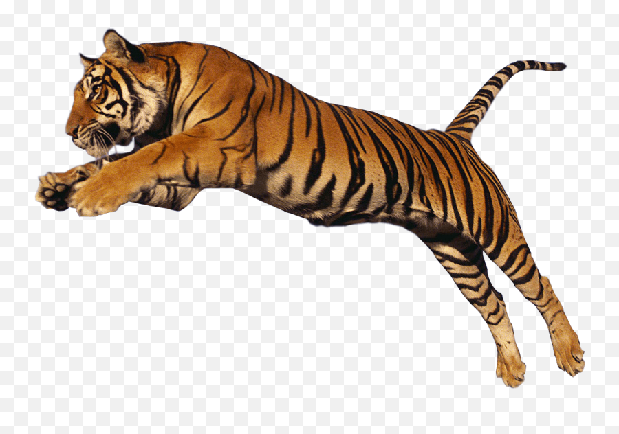 Tiger Freetoedit Fx Specialeffects - Tiger Transparent Emoji,Man Boat Tiger Emoji