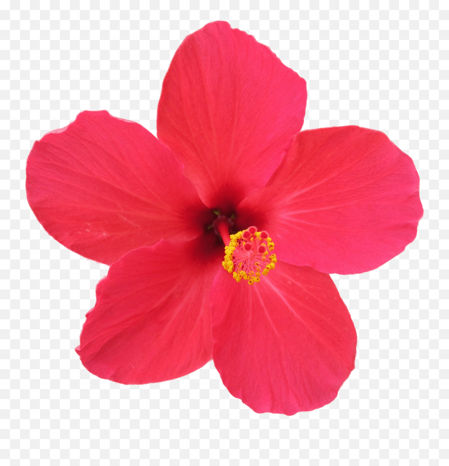 Flower Hibiscus Rosa - Hibiscus Rosa Sinensis Png Emoji,Hawaiian Flower Emoji