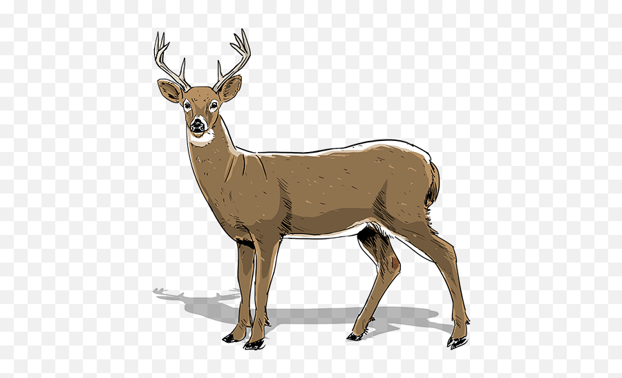 Stag Vector Whitetail Deer Transparent - 2 Year Old Buck Emoji,Whitetail Deer Emoji