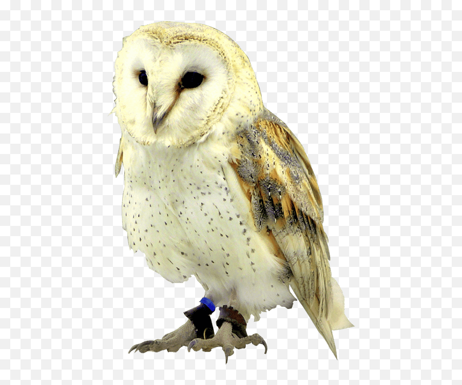 Download Face Png Download - Owls Transparent Png Uokplrs Barn Owl Emoji,Emoji Owl