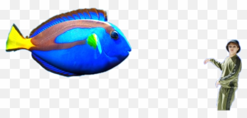 Daydream Hopeworld Hixtape Bts Jhope - Blue Tang Emoji,Dory Fish Emoji