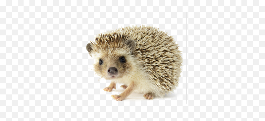 Porcupine Png And Vectors For Free - Transparent Background Hedgehog Png Emoji,Porcupine Emoji