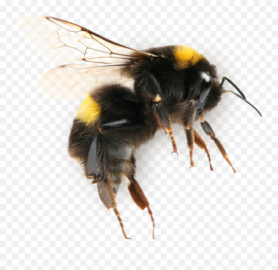 Bee Bees Bumblebee Inflight Freetoedit - Bumble Bee Transparent Background Emoji,Bumblebee Emoji