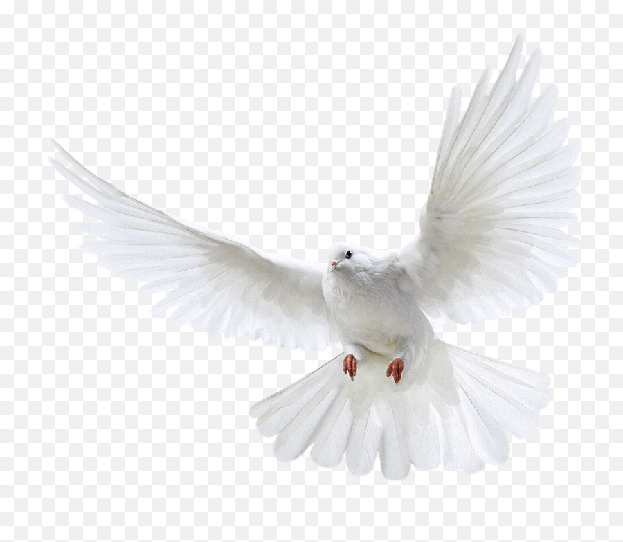 Dove Clipart Watercolor Dove - Transparent White Dove Png Emoji,Dove Emoji Png