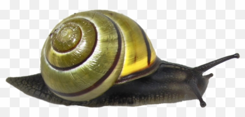 Snail Emoji Icon Caracol Icon - Snail Png,Snail Emoji