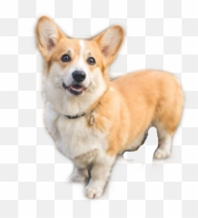 Love Cute Animal Dog Korgi Freetoedit - Dog Emoji,Corgi Emoji