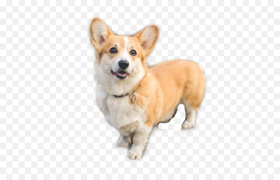Love Cute Animal Dog Korgi Freetoedit - Dog Emoji,Corgi Emoji