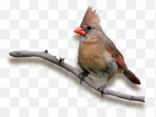 To Emoji,Cardinals Emoji