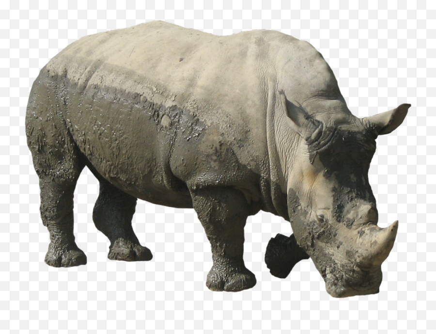 Download Rhinoceros Free Download Png Hq Png Image In - Rhinoceros Png Emoji,Rhino Emoji