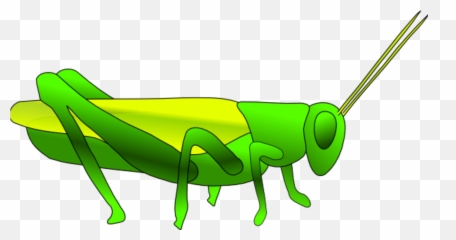 Grasshopper Clipart Cricket Grasshopper Cricket Transparent - Grasshopper Clipart Emoji,Cricket Emoji