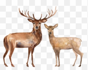 Handpainted Deer Stag Doe Family Couple - Christmas Day Emoji,Deer Hunting Emoji