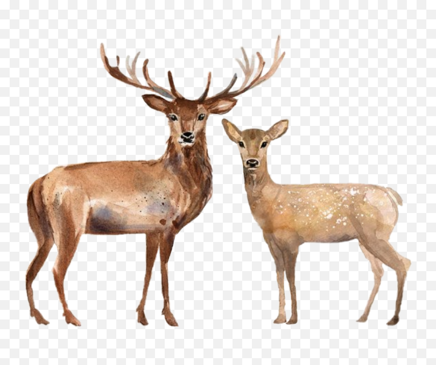 Handpainted Deer Stag Doe Family Couple - Christmas Day Emoji,Deer Hunting Emoji