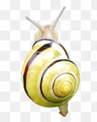 Snail Snails Snailshell Remixed From - Sea Snail Emoji,Snail Emoji