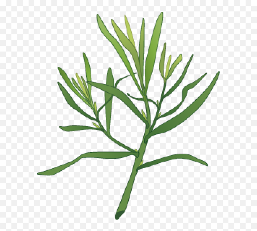 Garlic Clipart Herb Spice - Dill Plant Clipart Png Tarragon Spice Clip Art Emoji,Herb Emoji