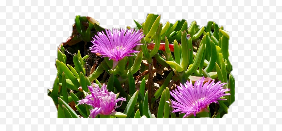 Flowers Pigface Groundcover Sticker By Louise Kindred - Australian Pig Face Emoji,Faceplant Emoji