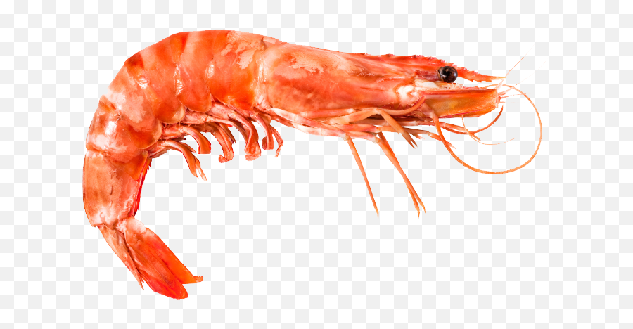 Transparent Shrimp File Transparent - Shrimp Png Emoji,Shrimp Emoji