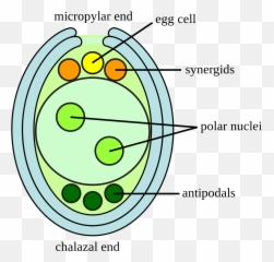 Embryosac - Embryo Sac Emoji,Flower Emoticon