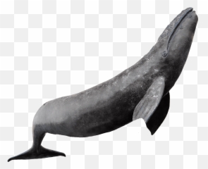 Whale Png Blue Cute Sea Fish Animals Picture Free - On Emoji
