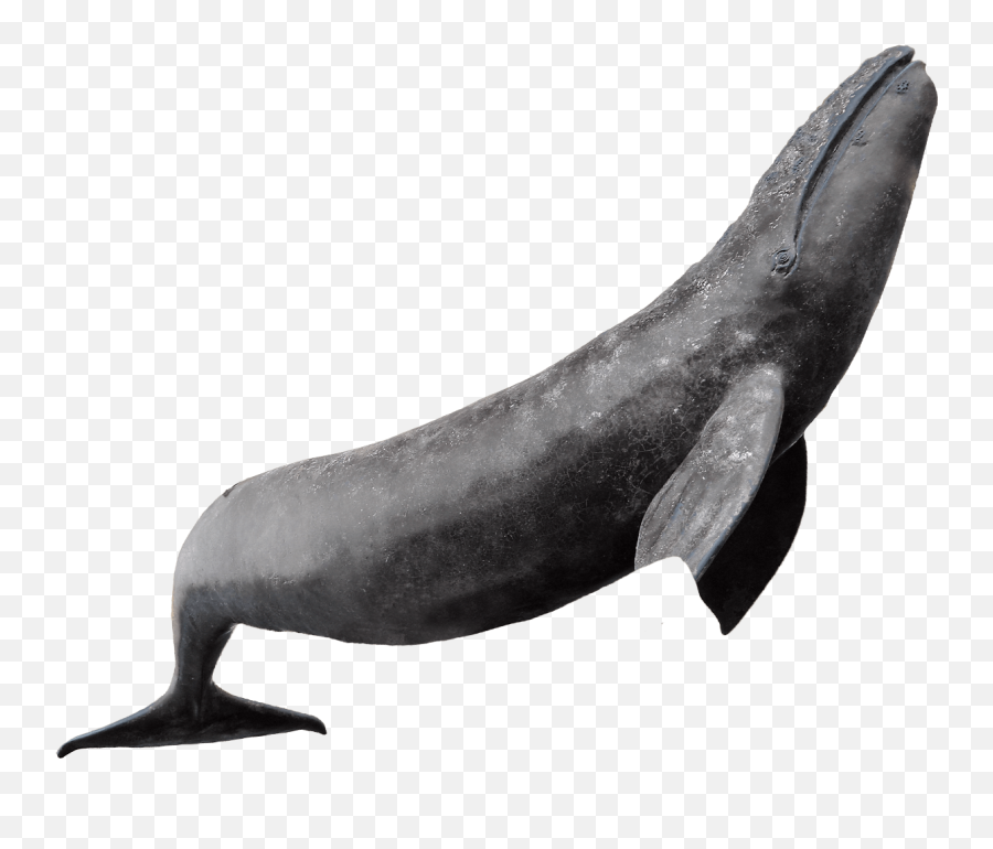Whale Png Blue Whale Cute Sea Fish Animals Picture Free - Whale On Sea Png Emoji,Whale Emoji