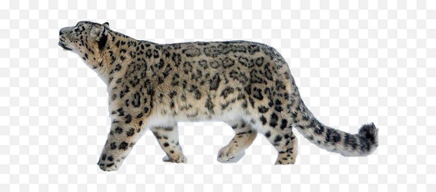Trending - Snow Leopard And Cub Walking Emoji,Leopard Emoji