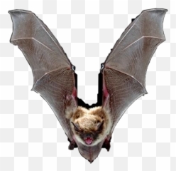 The Newest bat Stickers on PicsArt - Bat Emoji