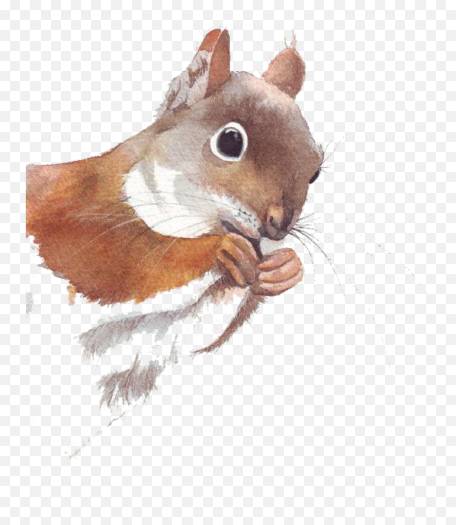 Ftestickers Watercolor Illustration Squirrel - Cute Squirrel Drawing Emoji,Squirrel Emoji