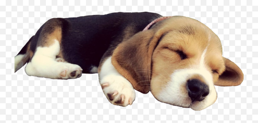 Dog Sleep Beagle Puppy Cute Sleepingdog - Dog Sleeping Png Emoji,Beagle Emoji