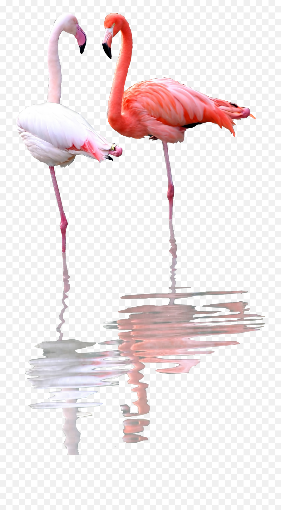 Photo Overlays - Greater Flamingo Emoji,Flamingo Emoji Iphone