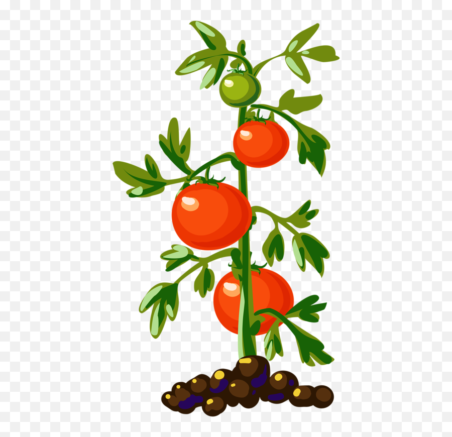 Tomato Plant Clipart Png - Tomato Plant Clipart Emoji,Tomato Emoji
