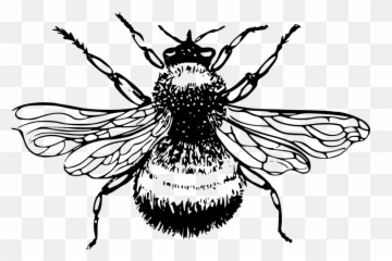 Free Bee Honey Vectors - Bumblebee Line Art Emoji