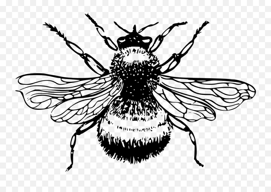 Free Bee Honey Vectors - Bumblebee Line Art Emoji,Honey Emoji