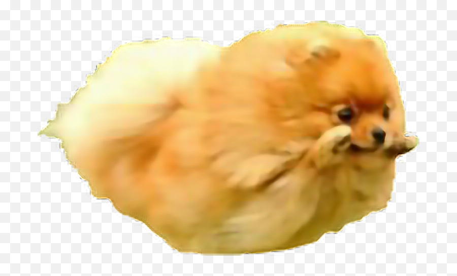 Dog Pomeranian Jump Fly Cute Kawaii Angel Freetoedit - Flying Pomeranian Emoji,Pomeranian Emoji