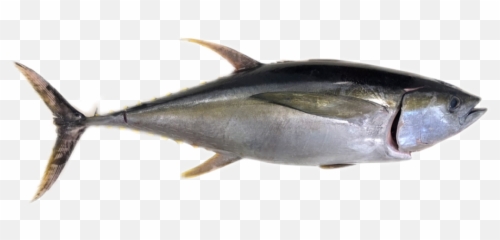 Trending Tuna Stickers - Yellowfin Tuna Emoji,Tuna Emoji