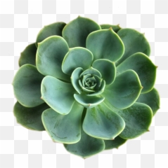 Plant Plants Succulent Art Sticker - Succulent Transparent Background Emoji,Succulent Emoji