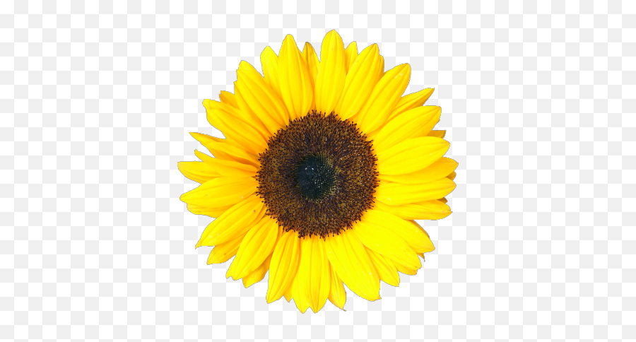 Transparent Flower - Sunflowers Png Emoji,Flower Emojis