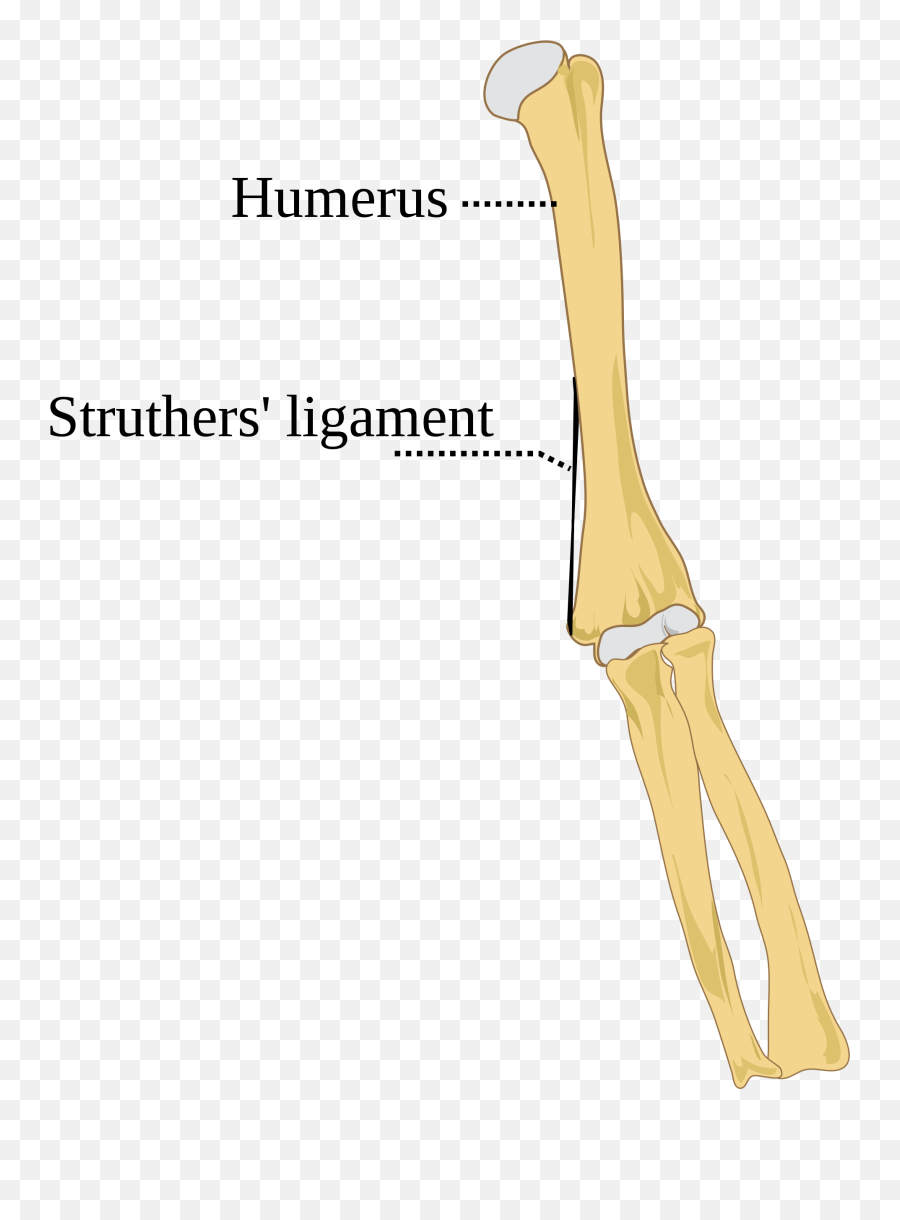 Struthers Ligament - Ligament Emoji,Emoji Meaning Sex