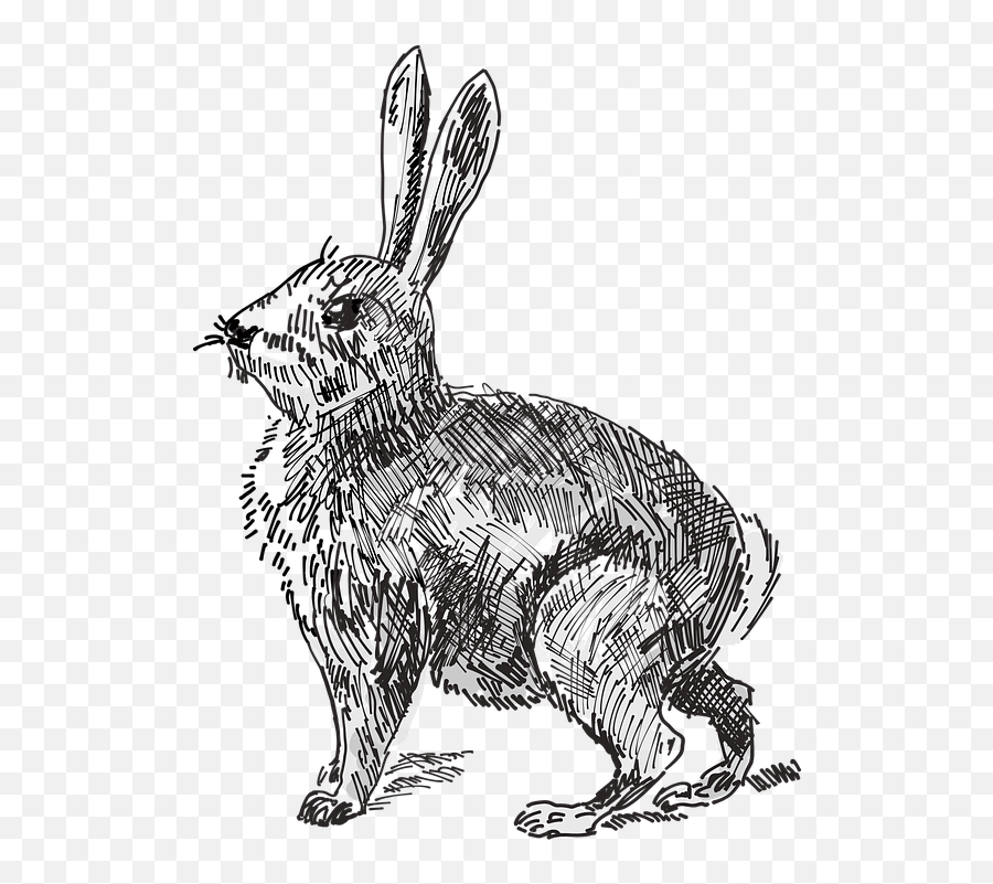 Rabbit Animal Tail - Rabbit Illustration Emoji,Woman With Bunny Ears Emoji