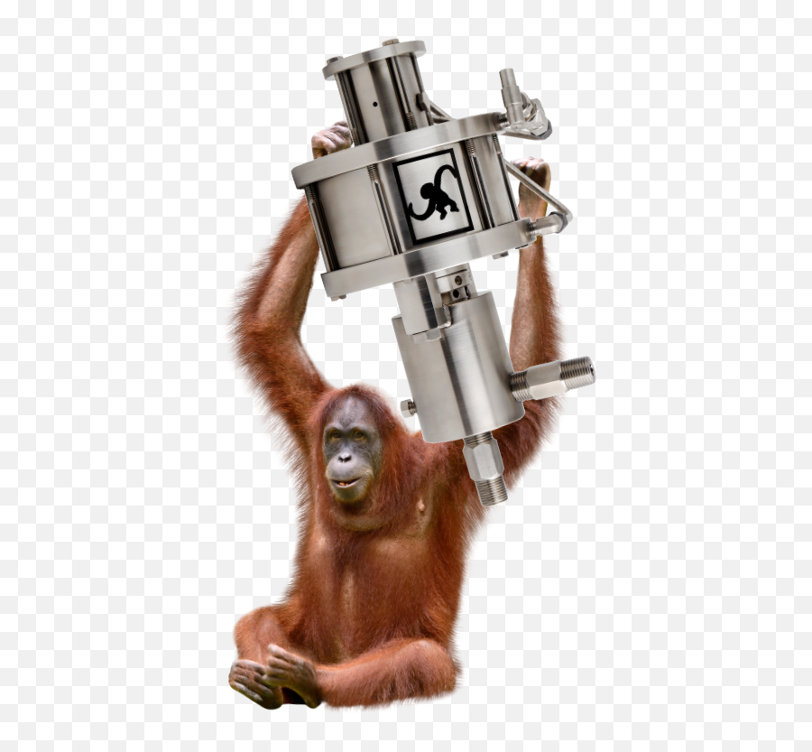 Monkey Pumps - Orang Outan De La Sagesse Emoji,Lil Pump Emoji