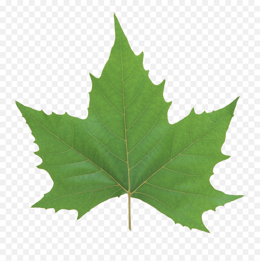 Fall Leaf Png - Green Maple Leaf Png Emoji,Maple Leaf Emoji