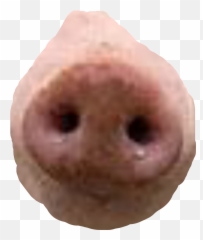pig nose robullo - Fish Transparent Cartoon Jingfm Pig Nose Png Emoji