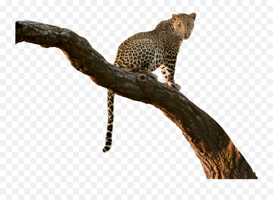 Unsplash Leopard Cat Wildcat Cutout - Leopard Tree Png Emoji,Leopard Emoji