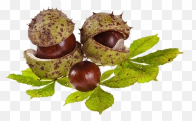 Search Results For Horses Png - Horse Chestnut Png Emoji,Hazelnut Emoji