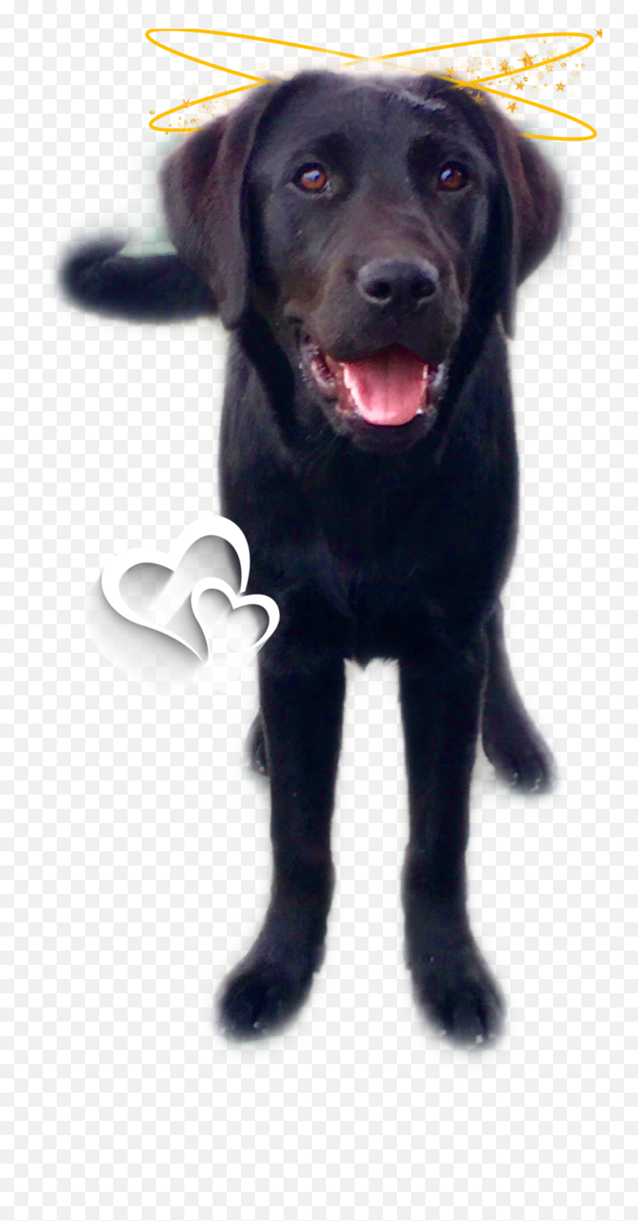 Popular And Trending Lab Stickers - Labrador Retriever Emoji,Black Lab Emoji