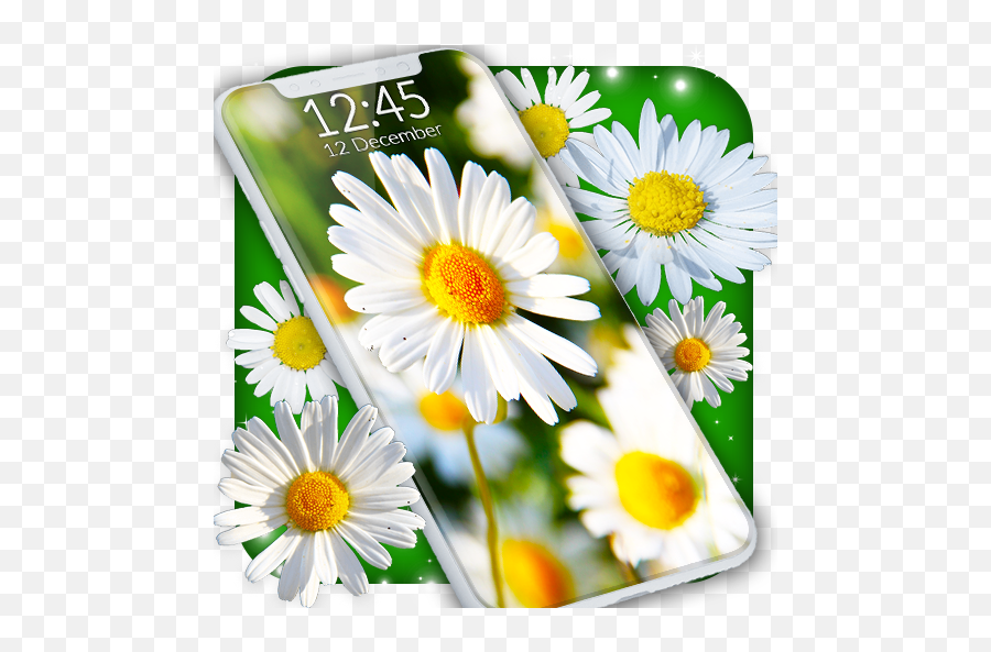 Download Daisies Hq Live Wallpaper For Android - Oxeye Daisy Emoji,Daisy Emoji