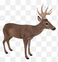Stag Vector White Tailed Deer - Black Tailed Deer Transparent Emoji,Whitetail Deer Emoji