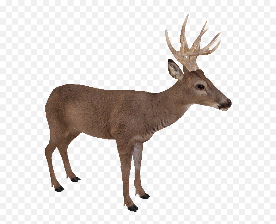 Stag Vector White Tailed Deer - Black Tailed Deer Transparent Emoji,Whitetail Deer Emoji